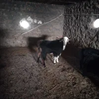 چپش تخمی