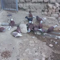 ۳۰ عدد کفتر آس