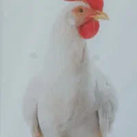 کارگر ساده
