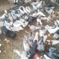 تعدادی کبوتر|پرنده|جویم, |دیوار