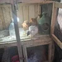 جوجه مرغ|حیوانات مزرعه|قم, ولیعصر|دیوار