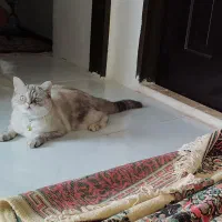 گربه میکس پرشین اسکاتیش|گربه|نیشابور, شهرک پردیس|دیوار