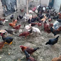 تخم مرغ محلی|خوردنی و آشامیدنی|کشکسرای, |دیوار