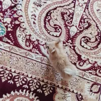 فروش یک سگ پامر خرسی ب فروش میرد|سگ|بم, |دیوار