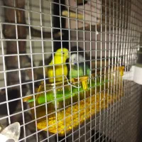 یک جفت مرغ عشق