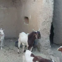 تکه از جنس کاموری|حیوانات مزرعه|بجستان, |دیوار