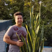 سانسوریا شمشیری ابلق|گل و گیاه طبیعی|شهریار, اسکمان|دیوار