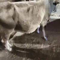 گاو محلی|حیوانات مزرعه|چوبر, |دیوار