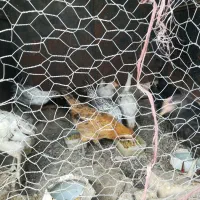 وارگ وکلشیر