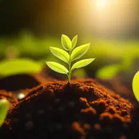 کود کشاورزی باکیفیت عالی افزایش رشدو محصولدهی