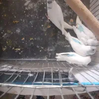 جوجه مرغ عشق|پرنده|فردیس, شهرک شهید حسینی|دیوار