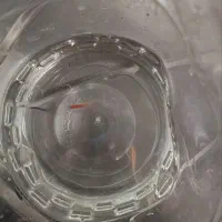 5 عدد ماهی زبرا