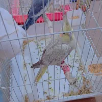 عروس|پرنده|گرگان, |دیوار