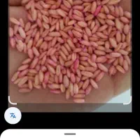 فروش بذر گندم اصلاح شده ابی