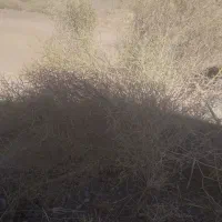 سلام کاه خار وشوره برای دامداری مناسب کیو ۱۱