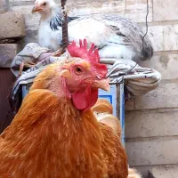 فروش مرغ و خروس برهما|حیوانات مزرعه|رودهن, |دیوار