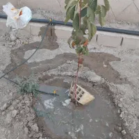 زمین ویلایی  گلنامه ای