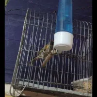 سهره|پرنده|دورود, |دیوار