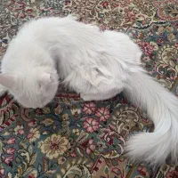 گربه پرشین گمشده پیداشده کوچه شیرینی توکلی کرمان