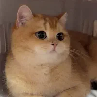 گربه برای نگه داری میخوام