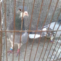 دمگیرخرقه قدیمی