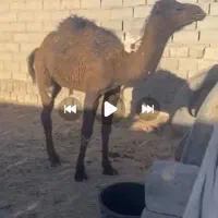 هاشی ماده موقعیت بافق