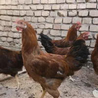 خروس محلی کوشتی