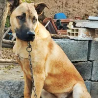 دو قلاده سگ، ژرمن و سرابی|سگ|مرادلو, |دیوار