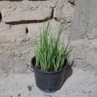 بذر جو