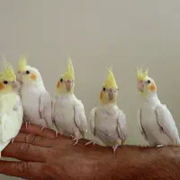 عروس هلندی لوتینو|پرنده|مبارکه, |دیوار