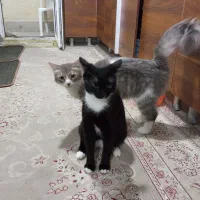واگذاری دوگربه نر و ماده و طوله