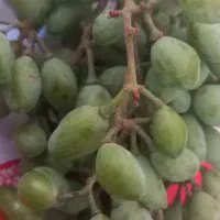 غوره فخـری آب دار و تازه. ارگانیک