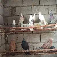 کبوتر پرشی و سرور