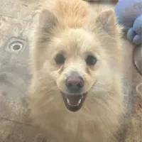 واگذاری سگ رایگان