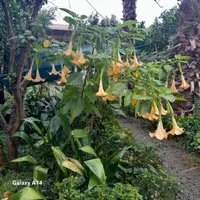 ویلا باغ زیبا ۲۰۰۰متری|اجارهٔ کوتاهمدت ویلا و باغ|آمل, |دیوار