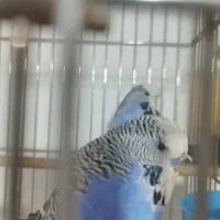 مرغ عشق انگلیسی گرید A|پرنده|ری, علایین|دیوار