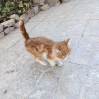 واگذاری حیوون خونگی رایگان|گربه|تربت جام, شهرک معلم|دیوار