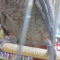 جوجه کاسکو|پرنده|تهران, کاشانک|دیوار