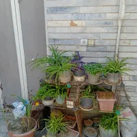 خانه حیاط دار|اجارهٔ خانه و ویلا|تهران, شوش (باغ آذری)|دیوار