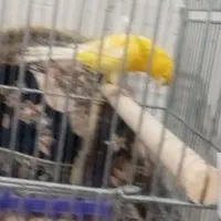 قناری نر|پرنده|فرخشهر, |دیوار