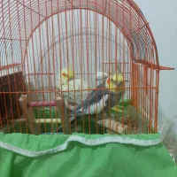 یک جفت عروس هلندی نره آواز خون بدو بدو بیا بیا‌