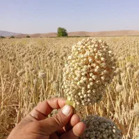 بذر پیاز مینروا و بذر طلایی هفت پوس فلات