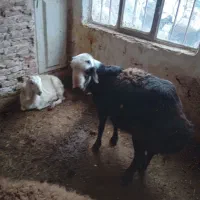 بره قوچ،|حیوانات مزرعه|نیشابور, بنیاد شهید|دیوار