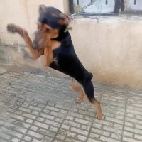 سگ دوبرمن|سگ|کرمانشاه, |دیوار