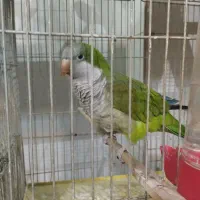 پرنده طوطی راهب