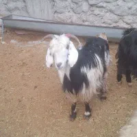 یک عدد بزوبزغاله درجه یک