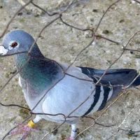 کبوتر پلاکی