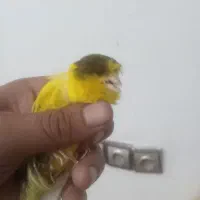 قناری