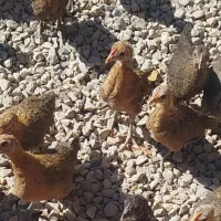 مرغ خروس جوجه مرغ