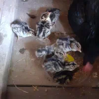 جوجه بوقلمون